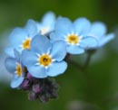 Blue Flowers